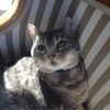 fabcat1